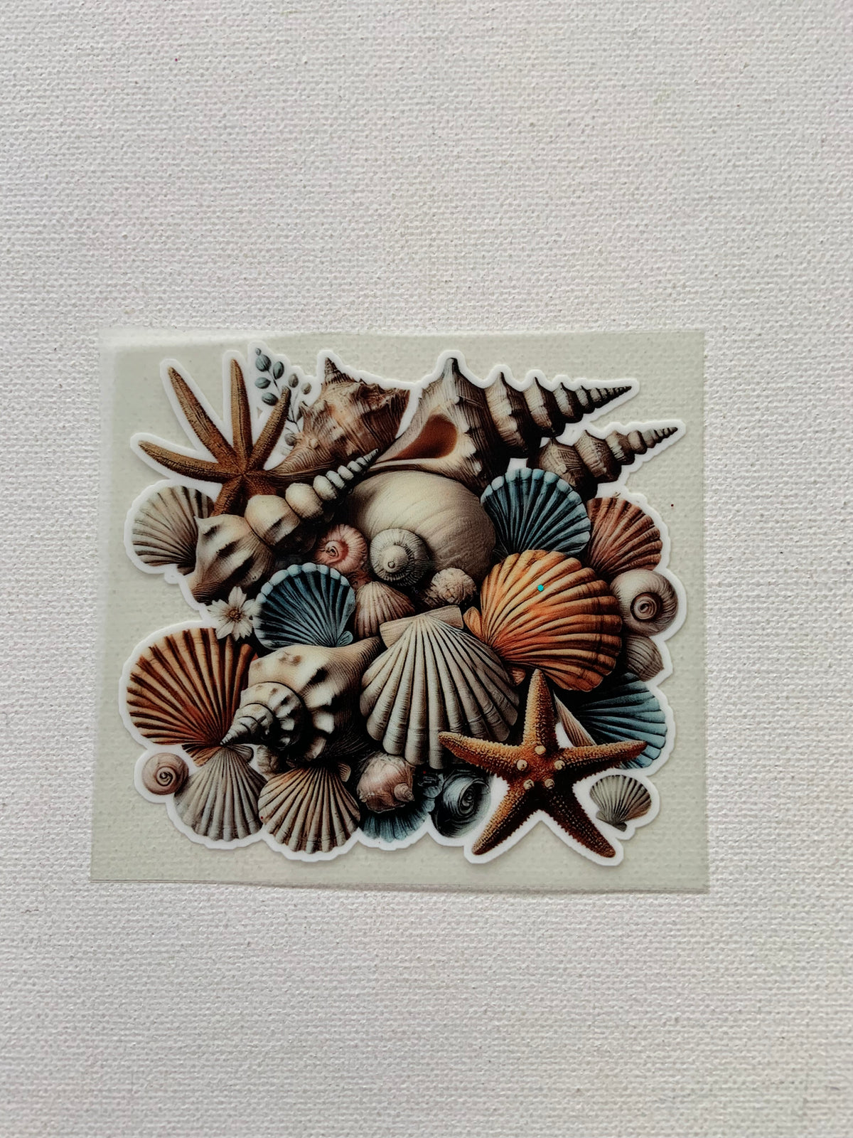 Shells decal